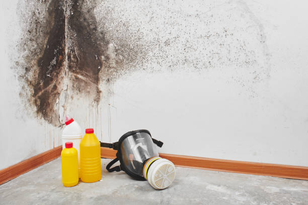 Best Certified Mold Removal  in Stateburg, SC