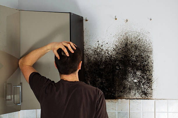 Best Commercial Mold Removal  in Stateburg, SC